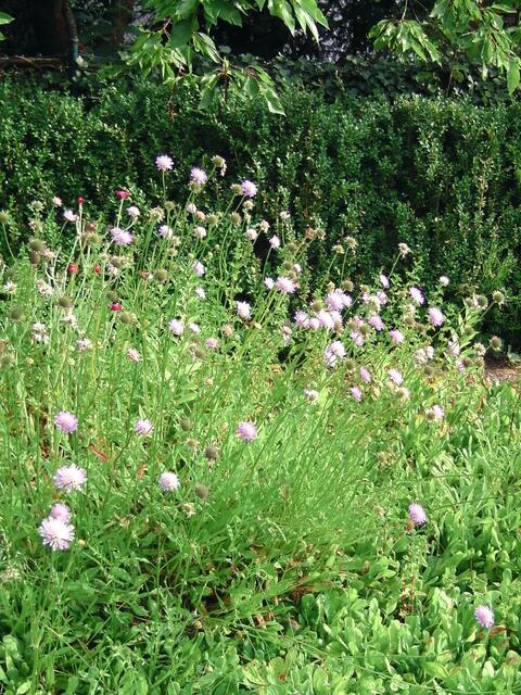 Eine Feld-,Wald- und Wiesenblume