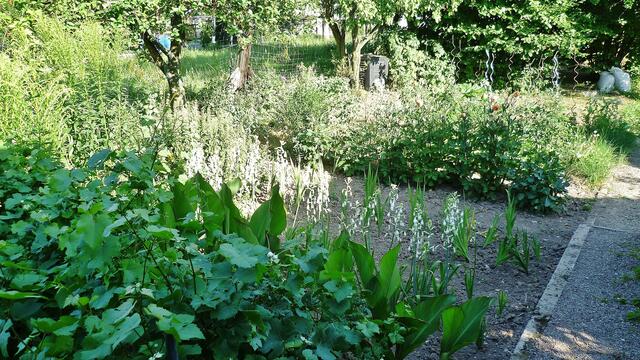 23.7.2013 - Omas Blumenbeet