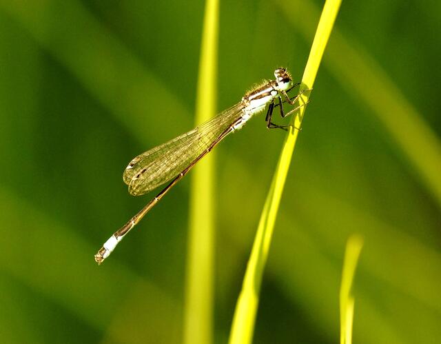 Ein Männchen der Großen Pechlibelle (Ischnura elegans). Erkennungsmerkmal - blaue Bereifung am 8.Segment.