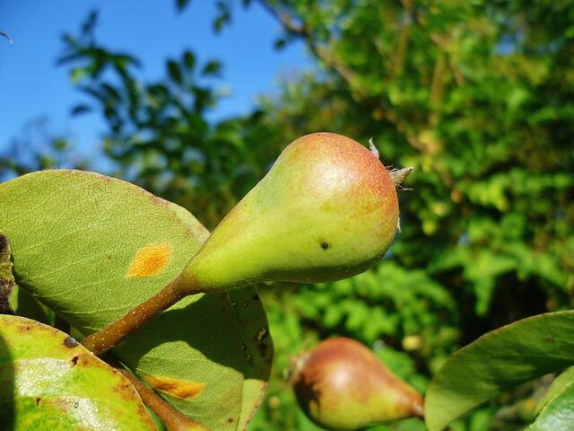23.7.2013 - Birnen