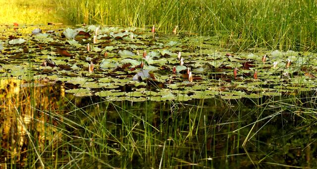 "Drei Welten" - Der Moorteich. Ein wunderbares Libellenhabitat und Biotop, in dem wir neben einer Vielzahl heimischer Libellen- und Schmetterlingsarten,  auch Ringelnattern, Teichfrösche, von Zeit zu Zeit einen Reiher sowie weitere Wasservögel und den Buntspecht antreffen können. Auch Spuren des Rehwilds sind in unmittelbarer Nähe zu entdecken. Zu welcher Tageszeit wurde das Biotop besucht?