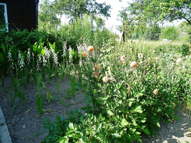 23.7.2013 - Dahlien und Glockenblumen