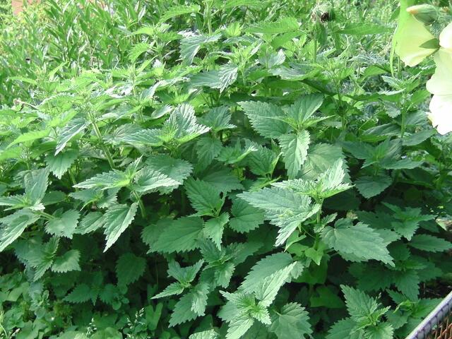 Und sogar Brennessel haben etwas Schönes