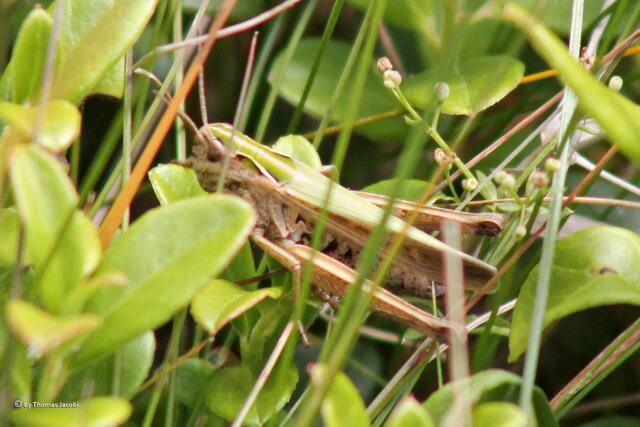 Der wollte sich verstecken.