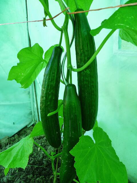 23.7.2013 - Zeltgurken