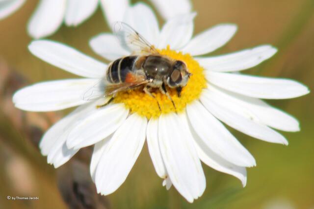 Keilfleckschwebfliege