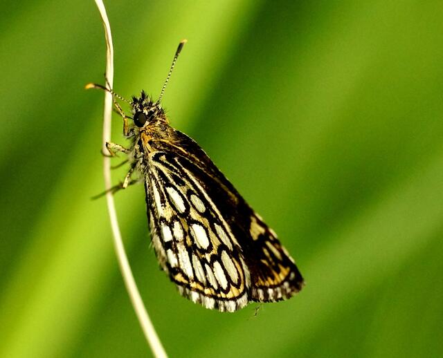 Spiegelfleck-Dickkopffalter (Heteropterus morpheus).