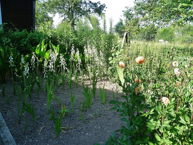 16.7.2013 - Dahlien und Glockenblumen