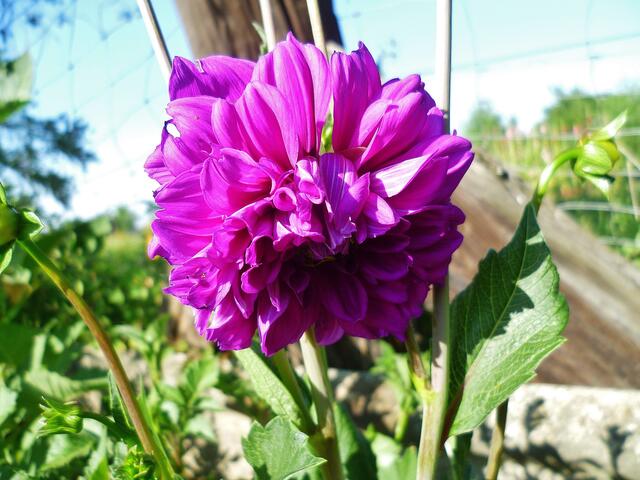 23.7.2013 - Dahlien
