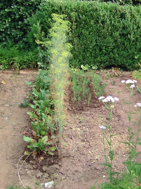 Rote Bete, Dill und Fenchel