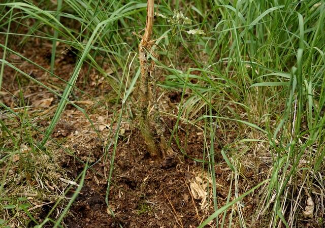 Die "Fegestelle" eines Rehbocks finden wir dort wo die männlichen Cerviden ihr Geweih vom Bast befreit haben. Er streift hierbei die Rinde junger Bäume ab. Doch diese Bilder entstehen auch beim Markieren der Einstände mit Hilfe der Duftdrüse am Kopf (Stirnlocke). Unter d. Fegestelle befindet sich am Boden eine "Plätzstelle". Eine Stelle an der der Rehbock durch scharren mit dem Vorderlauf seinen Einstand markiert hat. Duftstoffe aus der Zwischenzehendrüse zeigen dem Rivalen an, dass das Revier besetzt ist.
