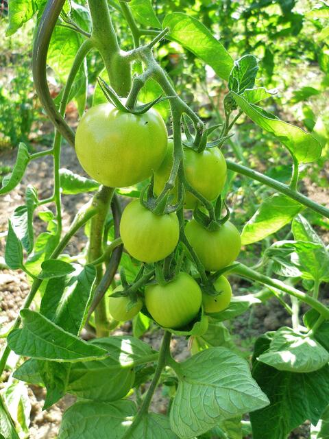 16.7.2013 - Tomaten