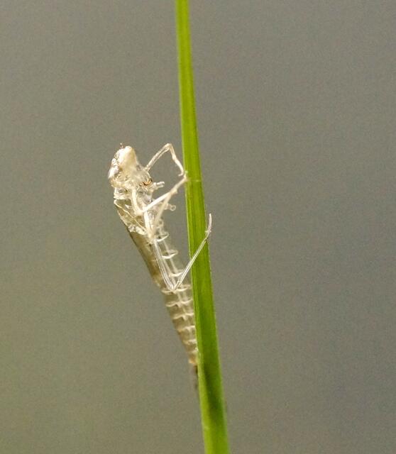 Exuvie einer Kleinlibelle.