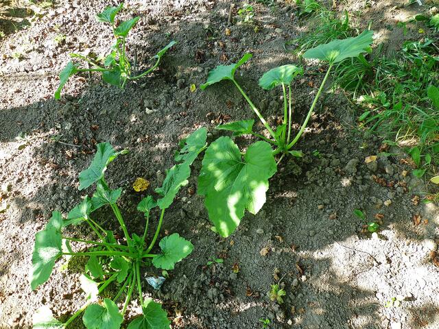 16.7.2013 - Zucchini