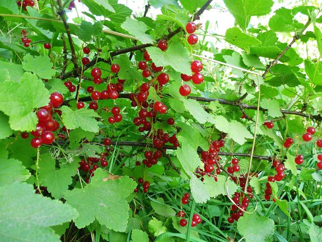 23.7.2013 - Johannisbeeren