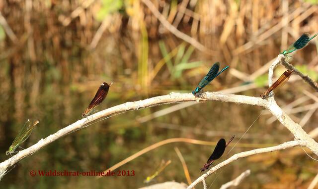 Einige Weibchen und Männchen am Vormittag, kurz vor Beginn der Paarungszeit, die mittags beginnt und etwa 2 Stunden am Tag andauert.