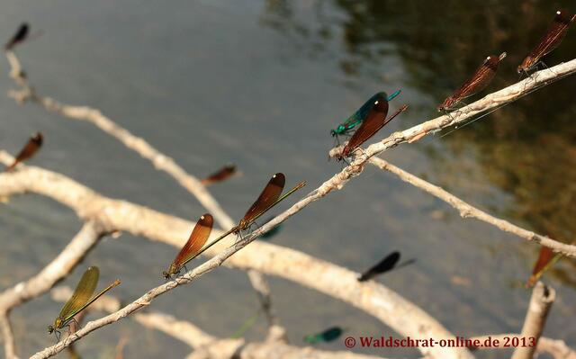 Prachtlibellen, wohin das Auge blickt...