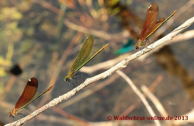 Plätze an der Sonne sind sehr begehrt...Hier schauen drei Weibchen den Männchen bei der Balz zu.