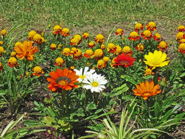 14.07.2013 
Františkovy Lázně - Franzensbad - Tschechische Republik.                                                                             Blumen.