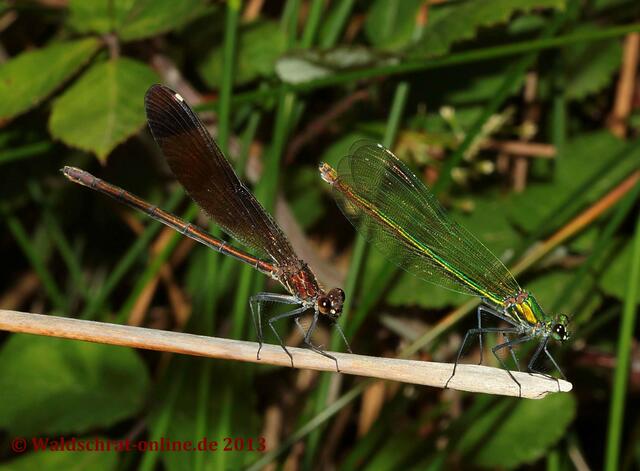 Zwei Weibchen: Links eines der Bronzenen Prachtlibelle (Calopteryx haemorrhoidalis) rechts eines der Gebänderten Prachtlibelle (Calopteryx splendens).