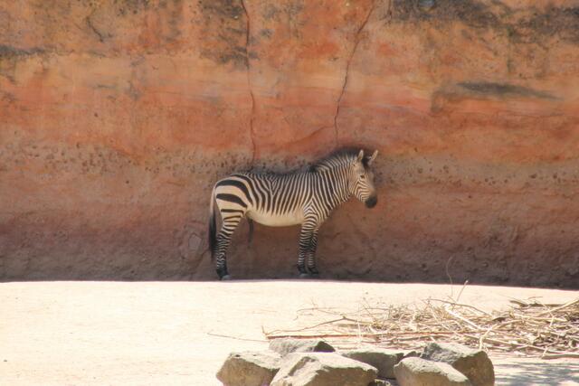 Das Zebra drängt sich ganz nah an die Felswand, um ein wenig Kühlung zu bekommen ...