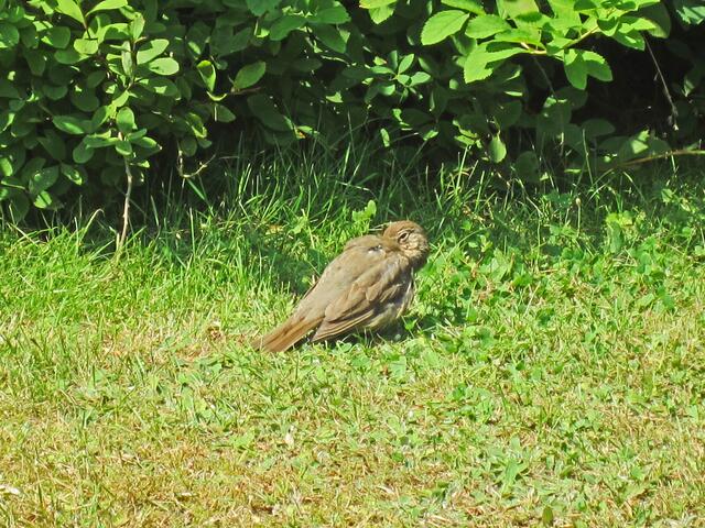 14.07.2013 
Františkovy Lázně - Franzensbad - Tschechische Republik.                                                                             Die Vögel sonnen sich.