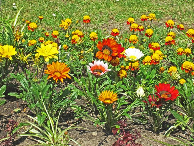 14.07.2013 
Františkovy Lázně - Franzensbad - Tschechische Republik.                                                                             Blumen.