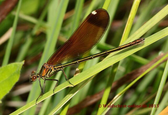 Ein ganz junges Weibchen der Bronzenen Prachtlibelle (Calopteryx haemorrhoidalis) sucht Schutz im Schilf.