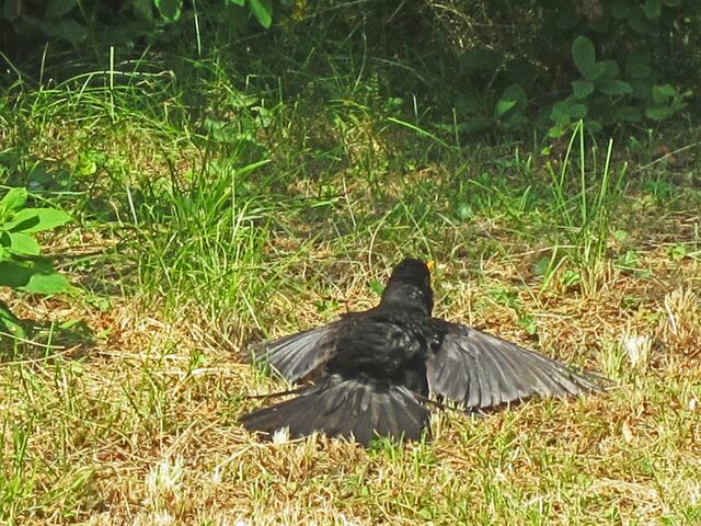 14.07.2013 
Františkovy Lázně - Franzensbad - Tschechische Republik.                                                                             Die Vögel sonnen sich.
