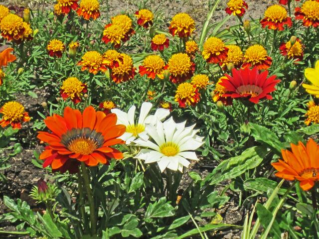14.07.2013 
Františkovy Lázně - Franzensbad - Tschechische Republik.                                                                             Blumen.
