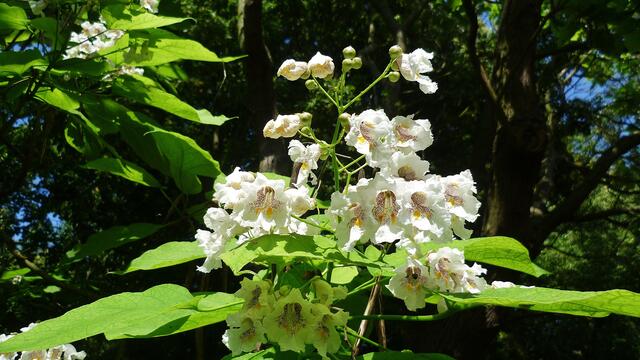 Bohnenbaum am 25.7.2013 !