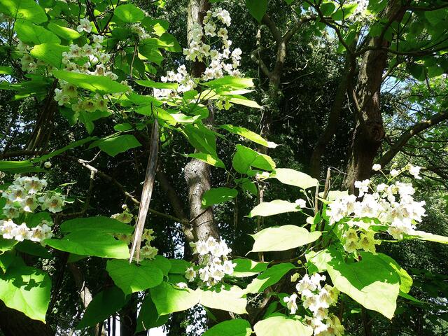 Bohnenbaum am 25.7.2013 !