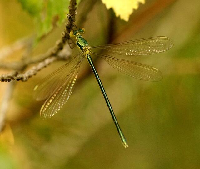 Ebenfalls ein glänzend schönes, filigranes Erscheinungsbild zeigt diese Teichjungfer.