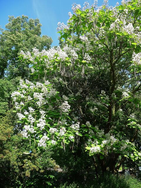 Bohnenbaum am 25.7.2013 !