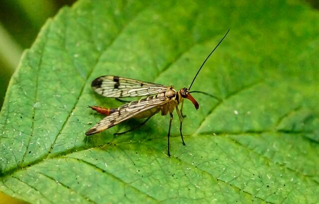 Die Skorpionsfliege gehört zu den "Schnabelfliegen". Wir finden sie auf feuchten Wiesen, an Wald und Heckenrändern aber auch in Gärten. Das Männchen trägt am Hinterleibsende das  zangenartige bei der Paarung eingesetze, namensgebende Organ. Beim Weibchen (siehe Aufnahme) hat sich dieses Organ zur Legeröhre umgewandelt. Wir erkennen hier auch wunderbar die schnabelartig verlängerten Mundwerkzeuge.