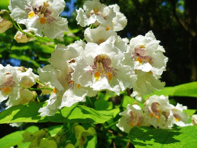 Bohnenbaum am 25.7.2013 !