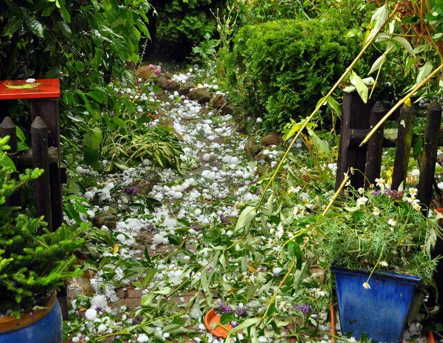 So sah es in weiten Teilen meines Garten aus