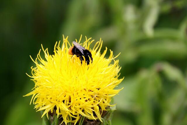 Steinhummel