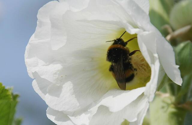 Dunkle Erdhummel