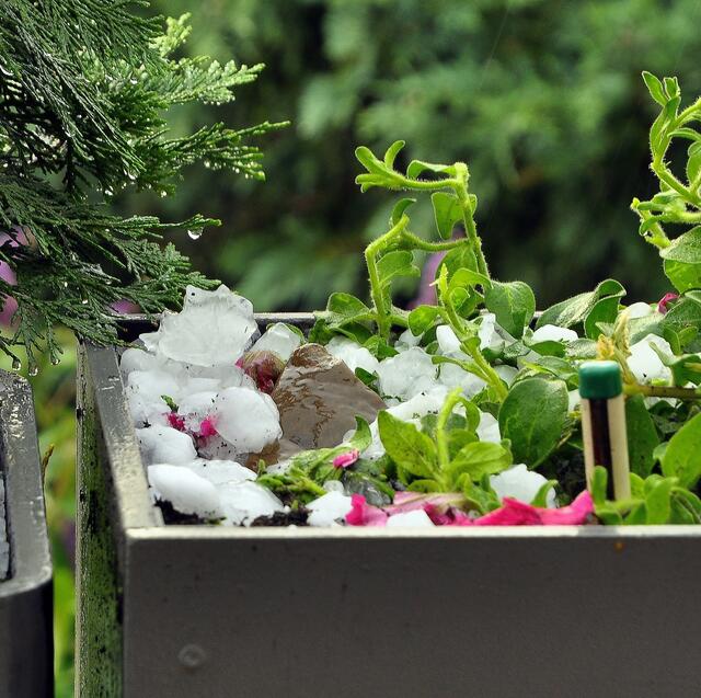 Unwillkommener "Schmuck" im Blumenkasten