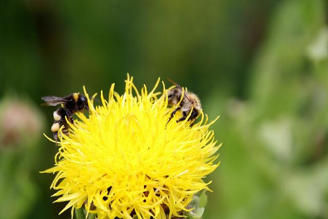 Ackerhummel