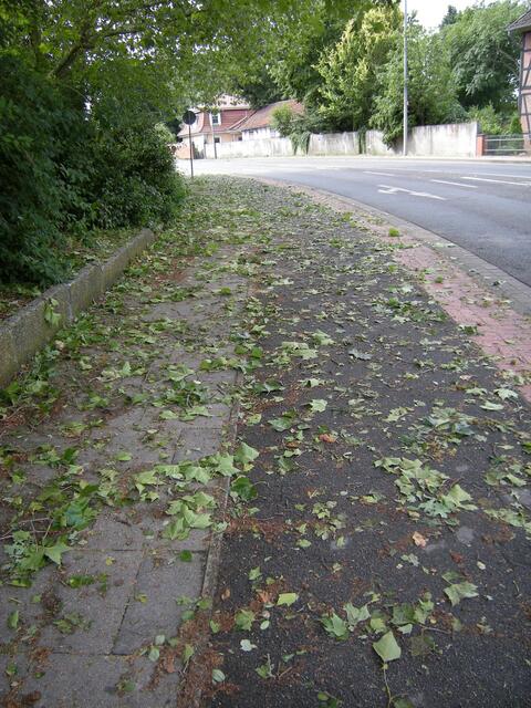 Abgeschlagene Blätter.