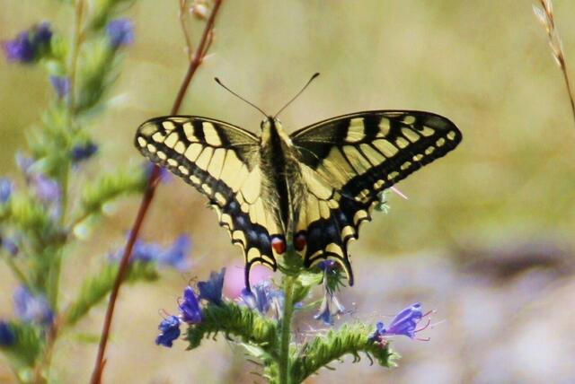 Dieser Schmetterling präsentiert Ali Kocaman stolz sein wunderschönes Muster. Die myheimatler hat dieses Bild letzte Woche am meisten begeistert - 39 "Gefällt mir"! | Foto: Ali Kocaman aus Donauwörth