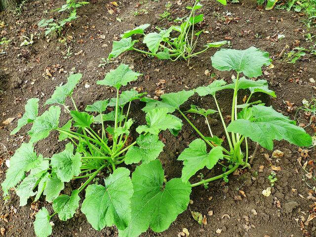 29.7.2013 - Zucchini