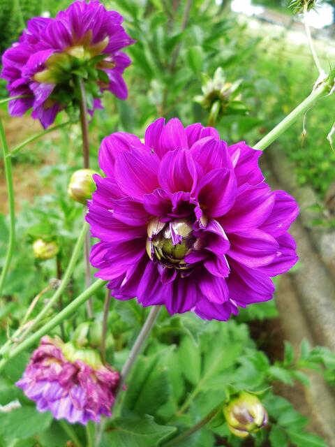 29.7.2013 - Dahlen