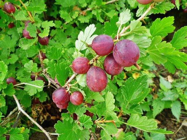 29.7.2013 - Rote Stachelbeeren fast reif