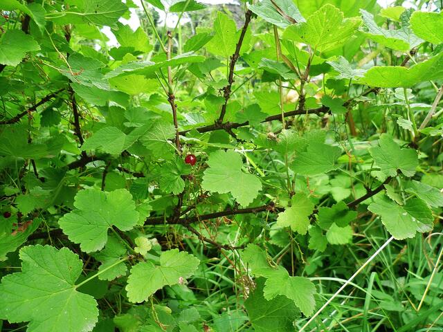 29.7.2013 - Rote Johannisbeeren - nach der Ernte