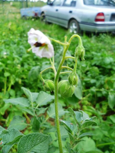 29.7.2013 - Kartoffelsamen