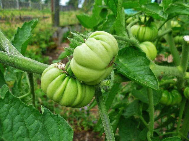 29.7.2013 - Tomaten