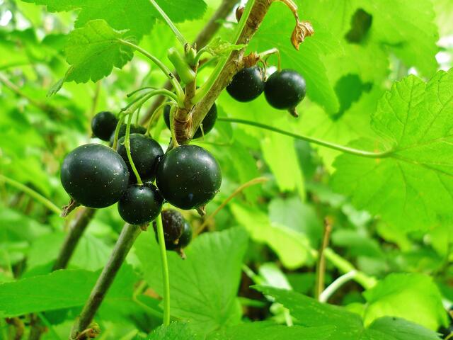 29.7.2013 - Schwarze Johannisbeeren reif